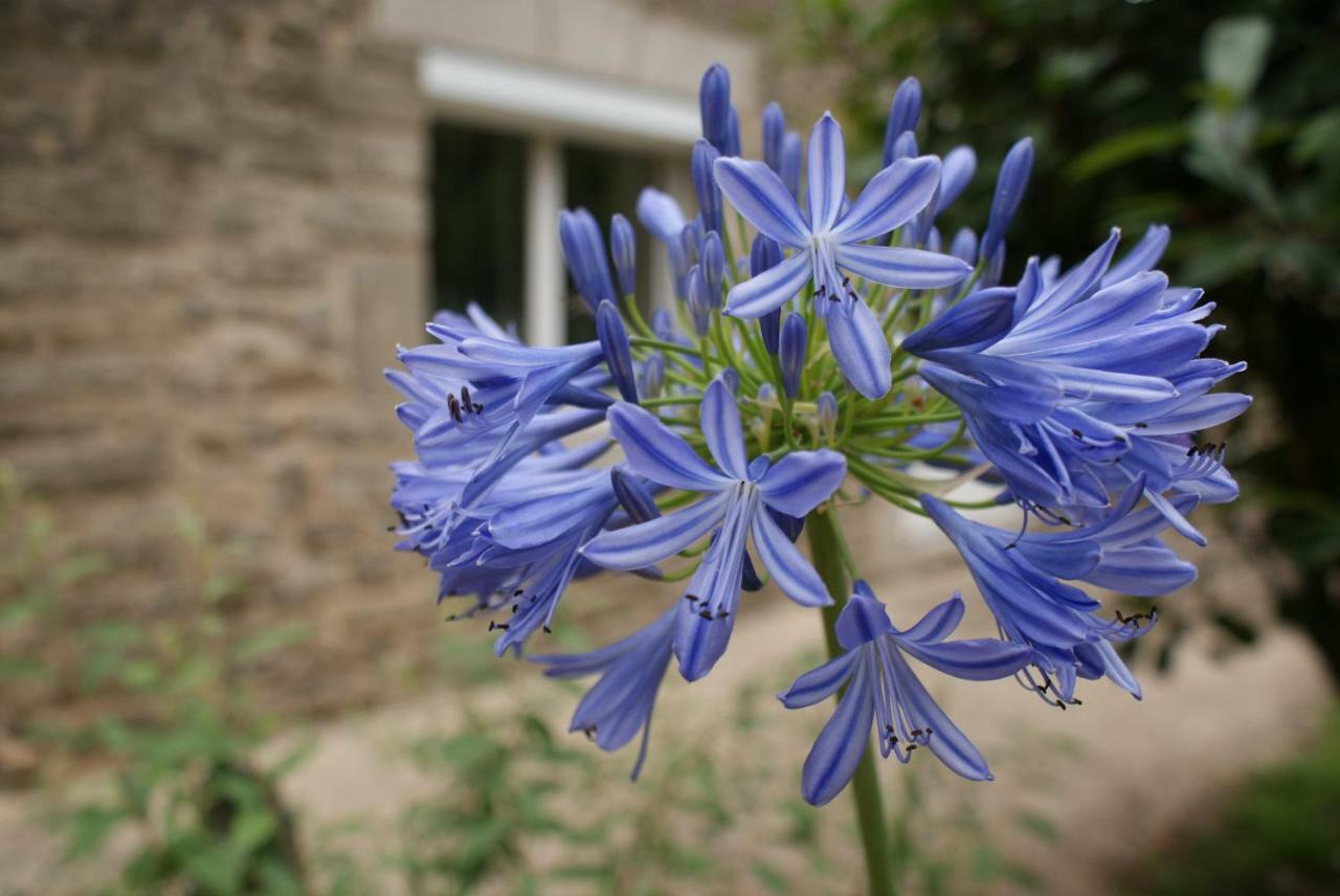 Aux Agapanthes Panzió Pluherlin Kültér fotó